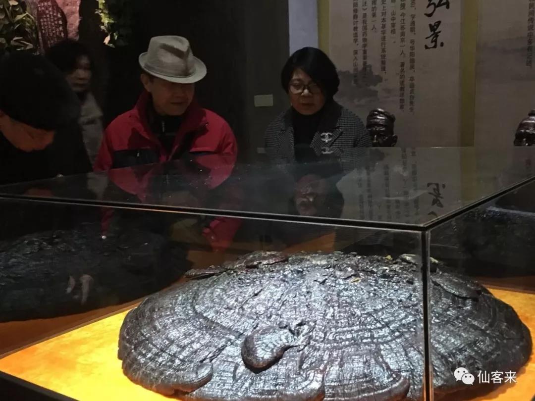 中國靈芝十大品牌|仙客來靈芝|仙客來靈芝破壁孢子粉|仙客來孢子油|仙客來靈芝飲片|仙客來破壁孢子粉|仙客來靈芝中藥飲片|馳名商標(biāo)|www.ampersand-ads.com|