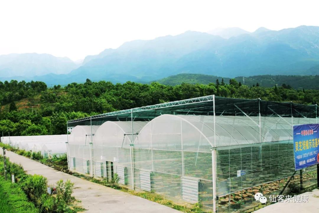 中國靈芝十大品牌|仙客來靈芝|仙客來靈芝破壁孢子粉|仙客來孢子油|仙客來靈芝飲片|仙客來破壁孢子粉|仙客來靈芝中藥飲片|馳名商標|www.ampersand-ads.com|