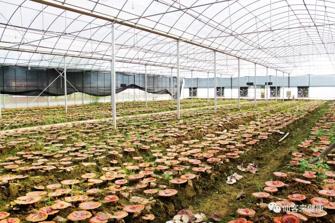 中國靈芝十大品牌|仙客來靈芝|仙客來靈芝破壁孢子粉|仙客來孢子油|仙客來靈芝飲片|仙客來破壁孢子粉|仙客來靈芝中藥飲片|馳名商標|www.ampersand-ads.com|
