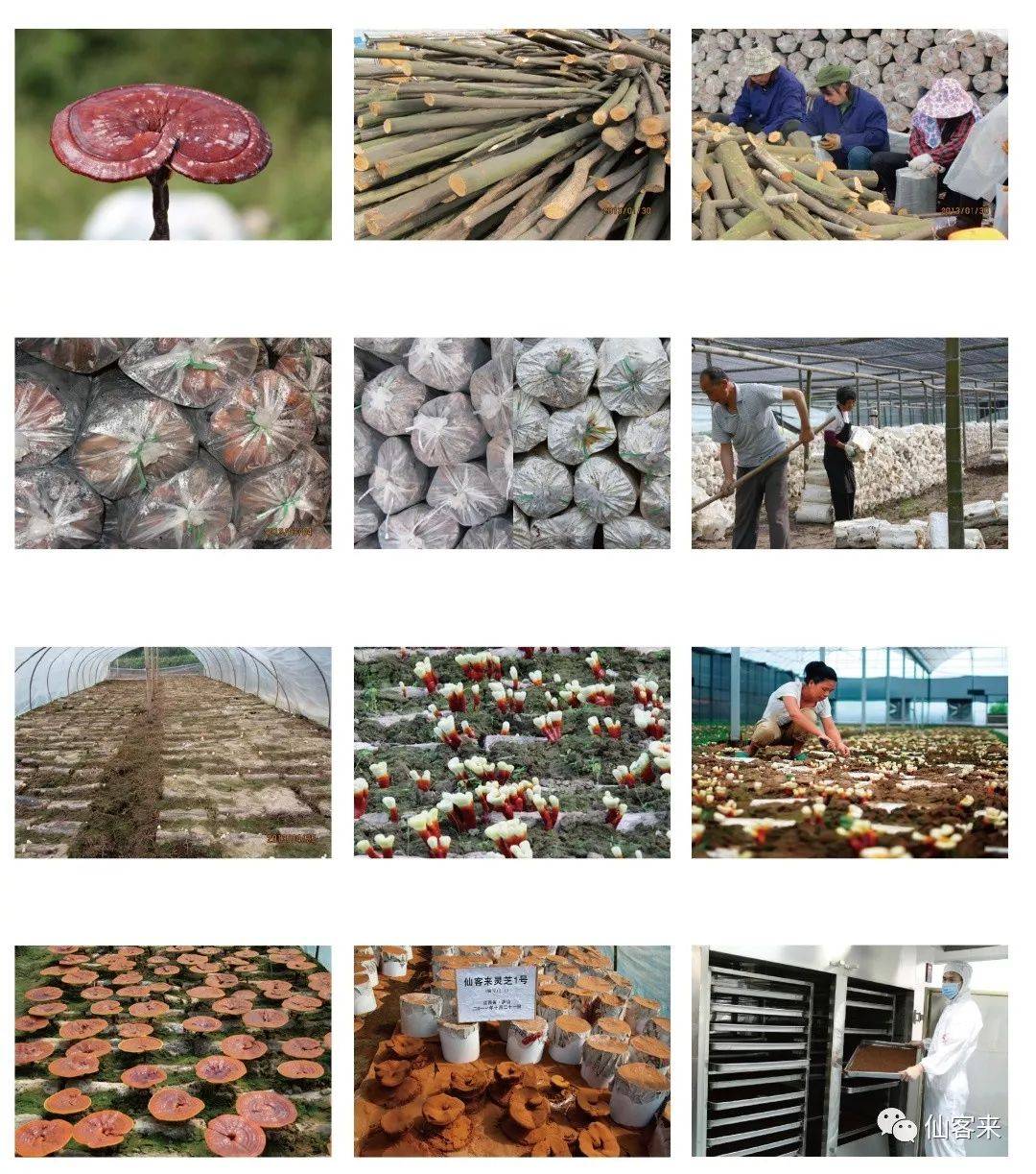 中國靈芝十大品牌|仙客來靈芝|仙客來靈芝破壁孢子粉|仙客來孢子油|仙客來靈芝飲片|仙客來破壁孢子粉|仙客來靈芝中藥飲片|馳名商標(biāo)|www.ampersand-ads.com|