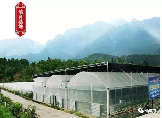 中國(guó)靈芝十大品牌|仙客來(lái)靈芝|仙客來(lái)靈芝破壁孢子粉|仙客來(lái)孢子油|仙客來(lái)靈芝飲片|仙客來(lái)破壁孢子粉|仙客來(lái)靈芝中藥飲片|馳名商標(biāo)|www.ampersand-ads.com|