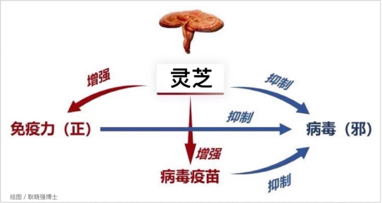 杭州亞運會官方靈芝產(chǎn)品供應商|杭州亞運會官方供應商|中國靈芝十大品牌|仙客來靈芝|仙客來靈芝破壁孢子粉|仙客來孢子油|仙客來靈芝飲片|仙客來破壁孢子粉|靈芝孢子油|孢子粉|靈芝破壁孢子粉|靈芝|中華老字號