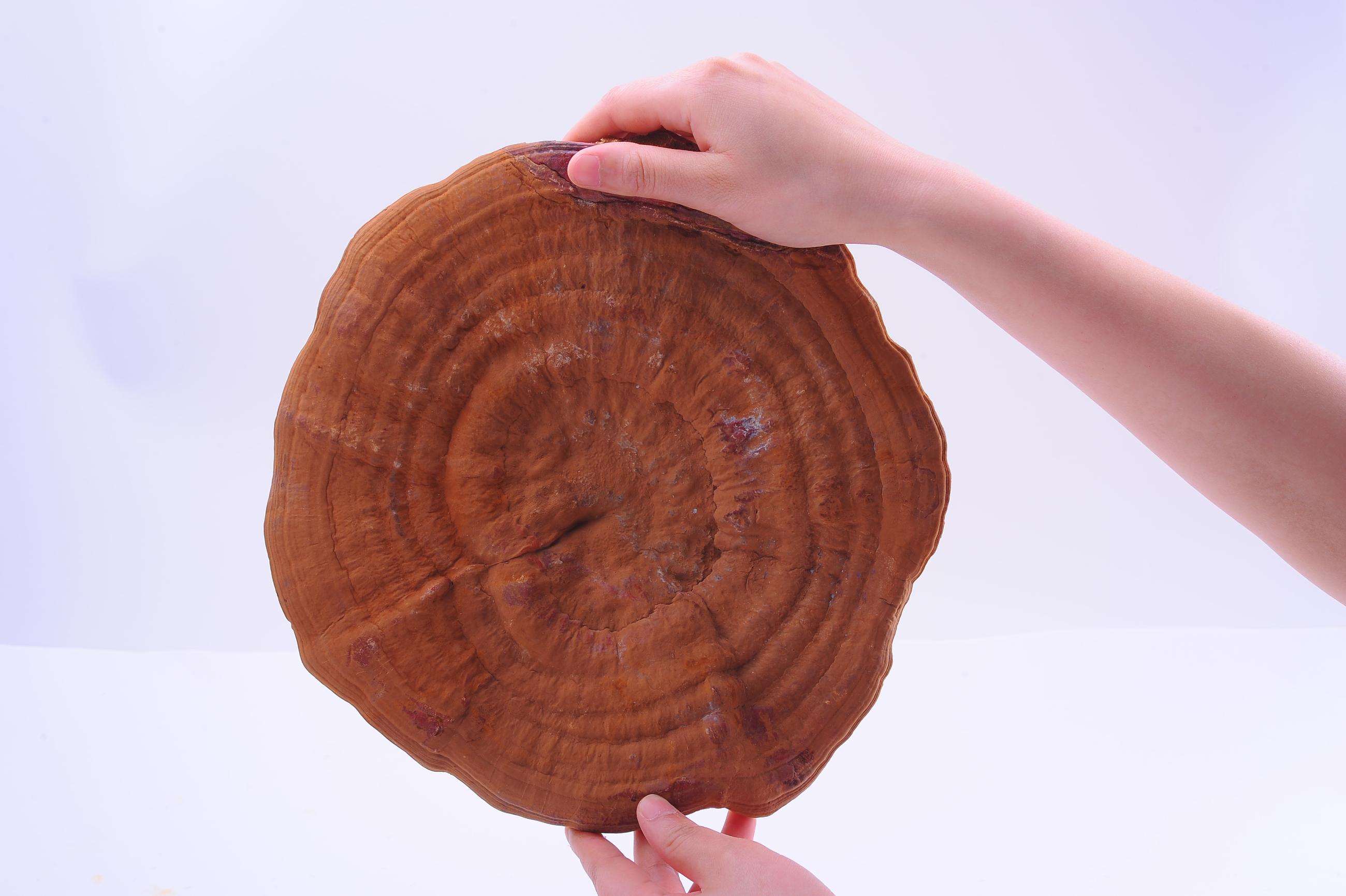 杭州亞運(yùn)會官方靈芝產(chǎn)品供應(yīng)商|杭州亞運(yùn)會官方供應(yīng)商|中國靈芝十大品牌|仙客來靈芝|仙客來靈芝破壁孢子粉|仙客來孢子油|仙客來靈芝飲片|仙客來破壁孢子粉|靈芝孢子油|孢子粉|靈芝破壁孢子粉|靈芝|中華老字號