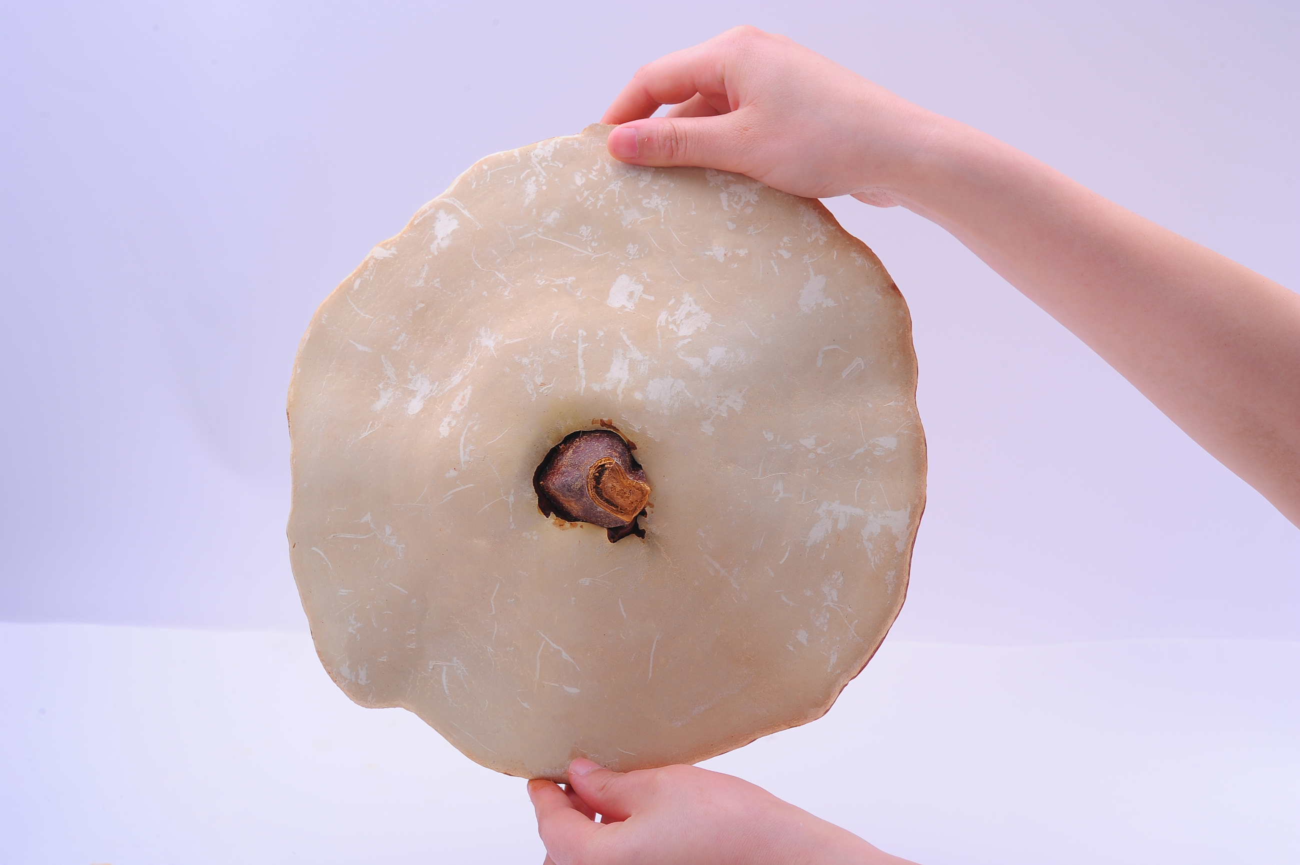 杭州亞運(yùn)會官方靈芝產(chǎn)品供應(yīng)商|杭州亞運(yùn)會官方供應(yīng)商|中國靈芝十大品牌|仙客來靈芝|仙客來靈芝破壁孢子粉|仙客來孢子油|仙客來靈芝飲片|仙客來破壁孢子粉|靈芝孢子油|孢子粉|靈芝破壁孢子粉|靈芝|中華老字號