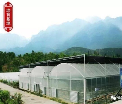 增強免疫力保健食品原料，它排第一