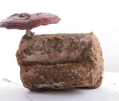 2020全國兩會特別報道：關(guān)于新冠疫情，看名醫(yī)、人大代表和政協(xié)委員如何說？