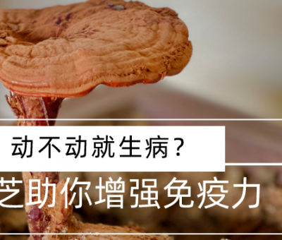 靈芝，預(yù)防您夏季上“火”